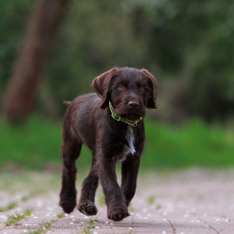 Spaziergang mit Welpen Jim-Bob 10,5 Wo.